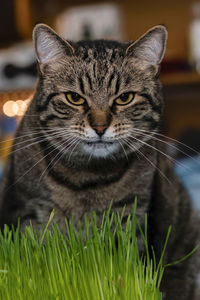 pet