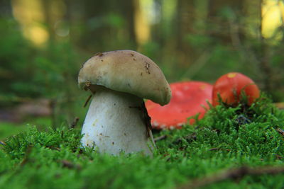 Close-up of mushroom growing on field
