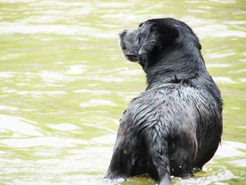 Black swan in lake