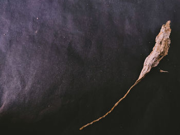 Close-up of plant against sky at night