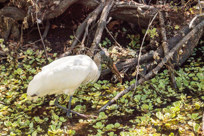 High angle view of white bird on field