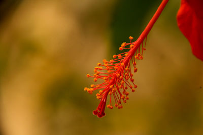 Close-up of red flower plant