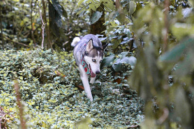 Dog walks in wild nature on a sunny day over green pastures with brown, green and yellow background