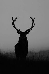 animal themes