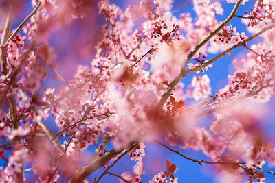 Blooming blood plum tree