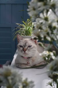 Cat sitting in a potted plant