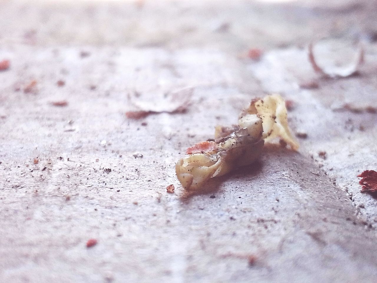 CLOSE-UP OF CRAB ON SAND