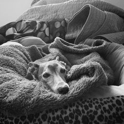 Dog resting on couch