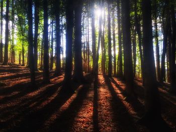 Sun shining through trees in forest