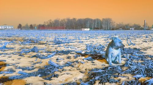 Horse in frozen lake against sky during sunset