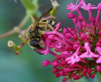 Close-up of bee on pink flowers