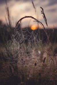 Close-up of spider web on plant