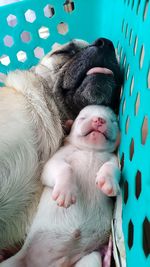 Close-up of dog sleeping on bed