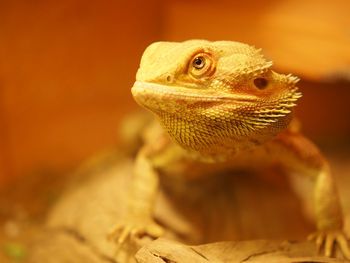 Close-up of a lizard