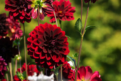 Close-up of red dahlias blooming outdoors