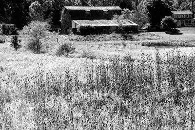 Plants growing on field by abandoned house