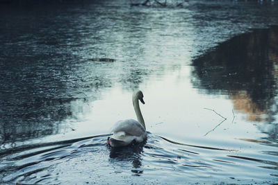 Swan swimming in lake