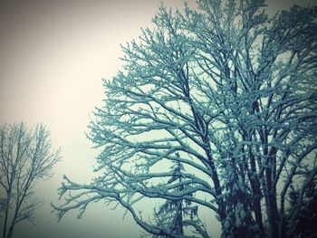 Bare trees against sky