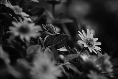 Close-up of flowering plant