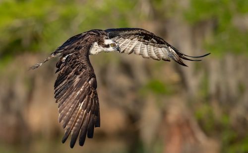 Close-up of osprey flying mid-air