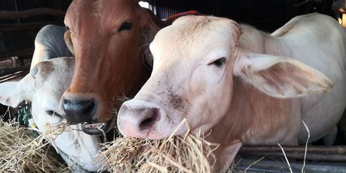 Close-up of cows in pen