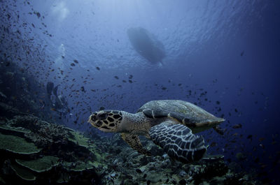 Close-up of fish swimming in aquarium