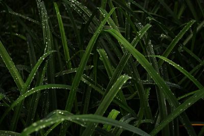 Close-up of wet grass during rainy season