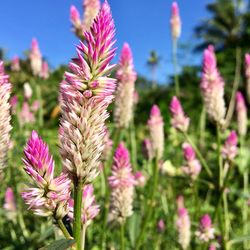 Close-up of pink flowering plants on field