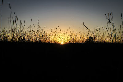 Silhouette plants on field against sky during sunset