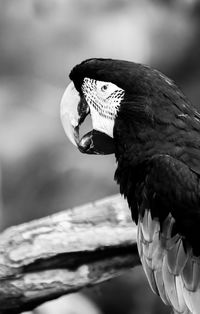Close-up of a bird