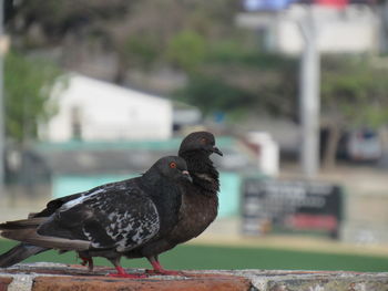 Close-up of bird perching on wall