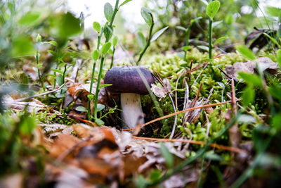 Close-up of mushroom on grass