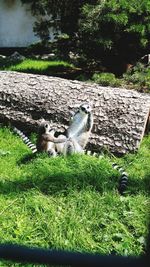 View of sheep on field