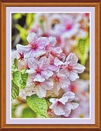 Close-up of flowers against blurred background