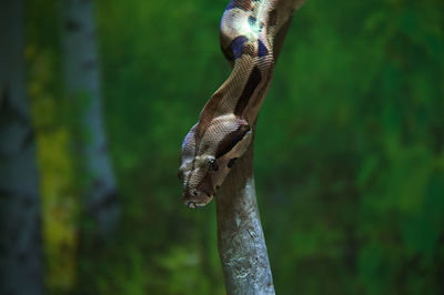 Close up of a bird