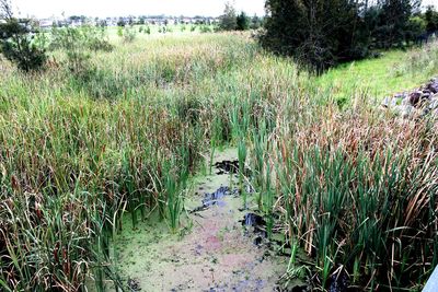 Plants growing on field