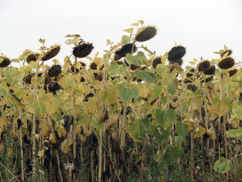 Close-up of sunflower on field against sky