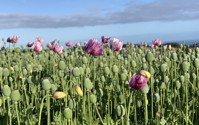 Close-up of pink tulip flowers on field