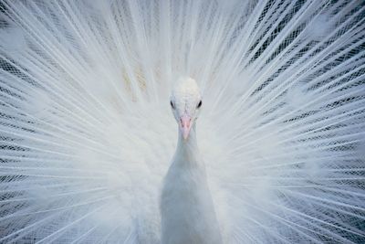 Portrait of white peacock with fanned out feathers