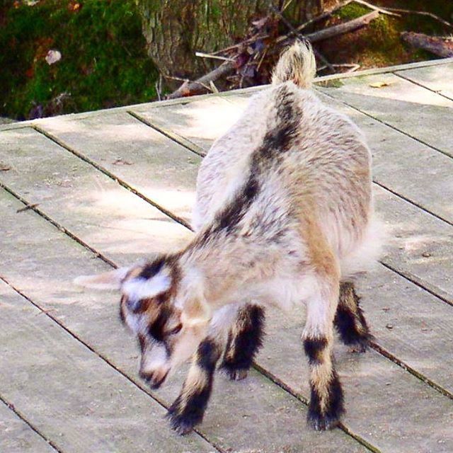 animal themes, domestic animals, mammal, one animal, pets, dog, full length, high angle view, sunlight, outdoors, day, sidewalk, two animals, animals in captivity, standing, side view, zoology, footpath, stray animal, no people