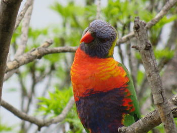 Close-up of rainbow lorikeet parrot perching on tree, australia