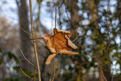 Close-up of dried leaves on tree