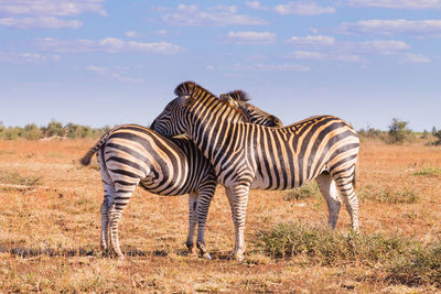 Zebra zebras in a field