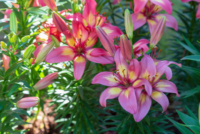 Close-up of pink flowering plants