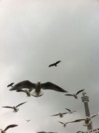 Low angle view of birds flying in sky