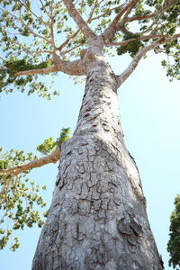 Low angle view of tree against clear sky