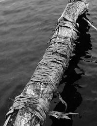 Close-up of tree trunk by sea