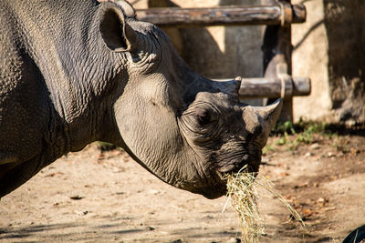 Close-up of elephant