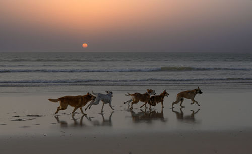 Horses on beach against sky during sunset