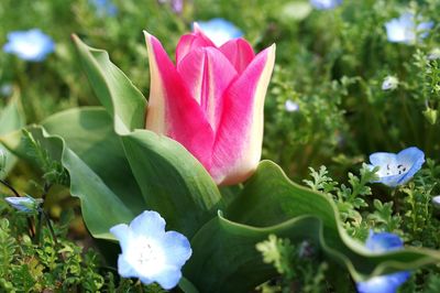 Close-up of pink flowering plant